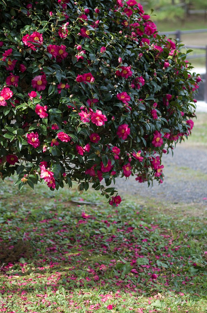 SIGMA MACRO 70mm F2.8 
