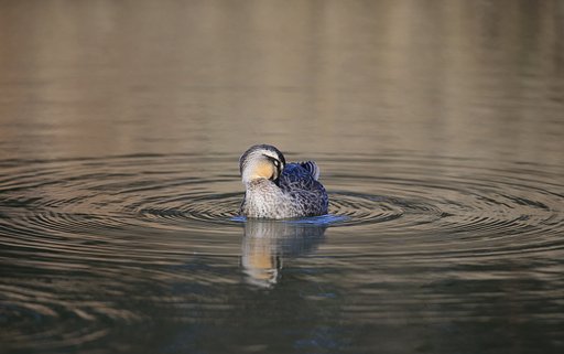 【今年の一枚】12月：寛ぐカルガモ