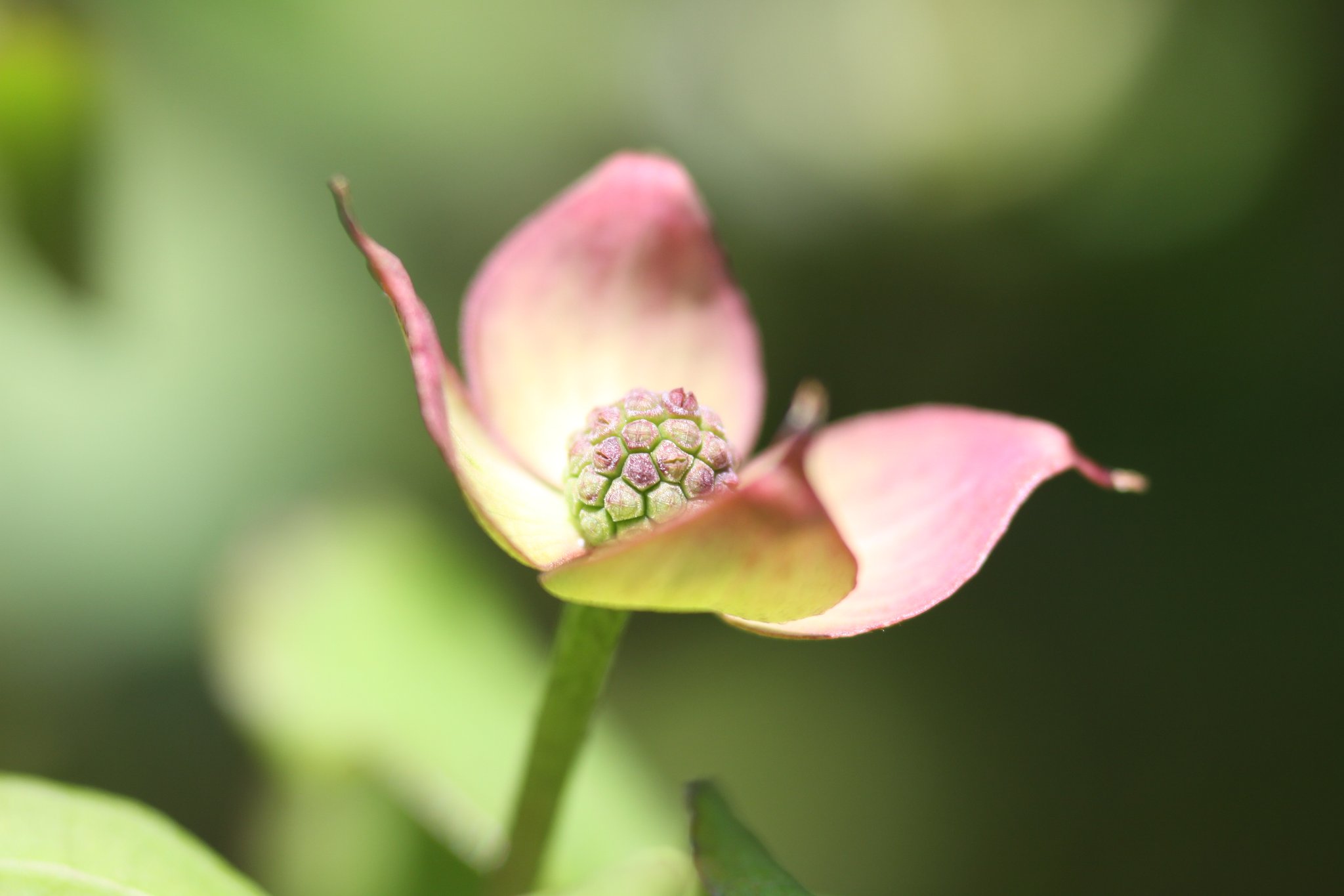 Sigma EX Macro 105mm F2.8+EF25