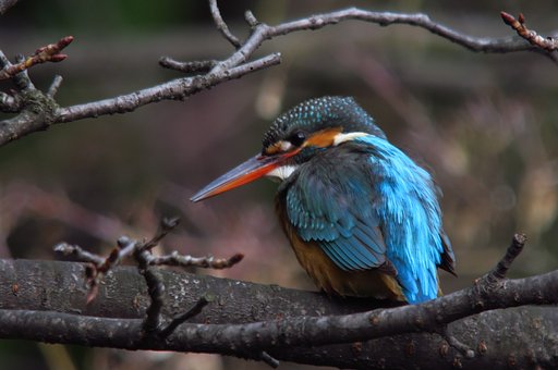 カワセミ♀