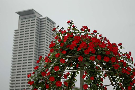 飛蚊症治癒