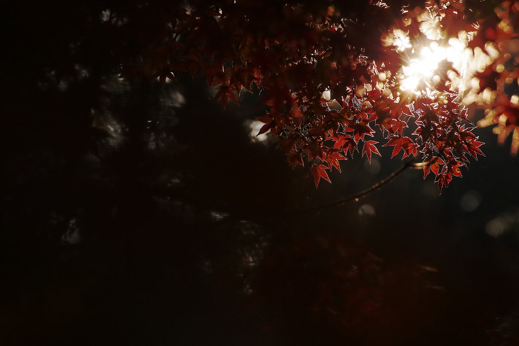 【キラキラ】 紅葉の隙間から