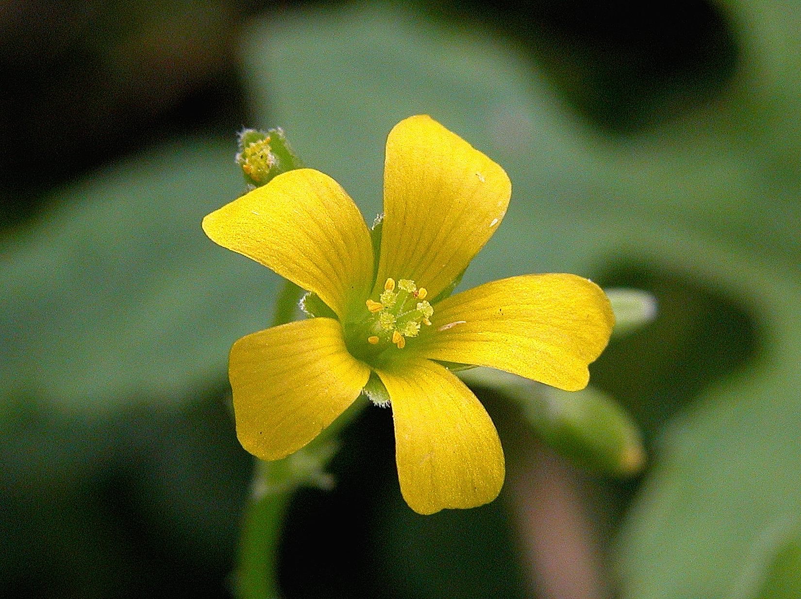 カタバミの花