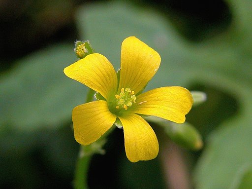 カタバミの花