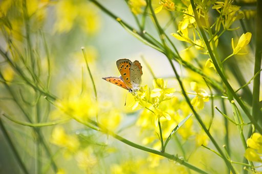 菜の花、光の森にて