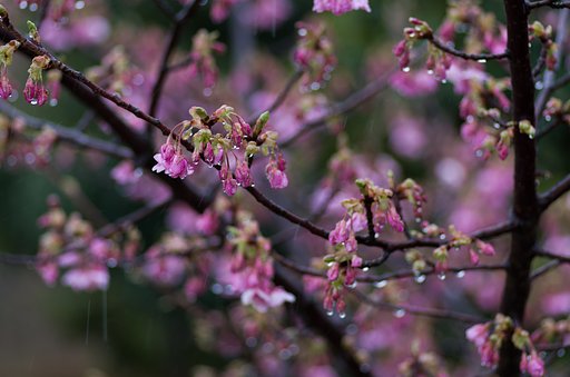 河津桜