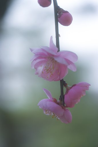 エルマー65㎜F3．5