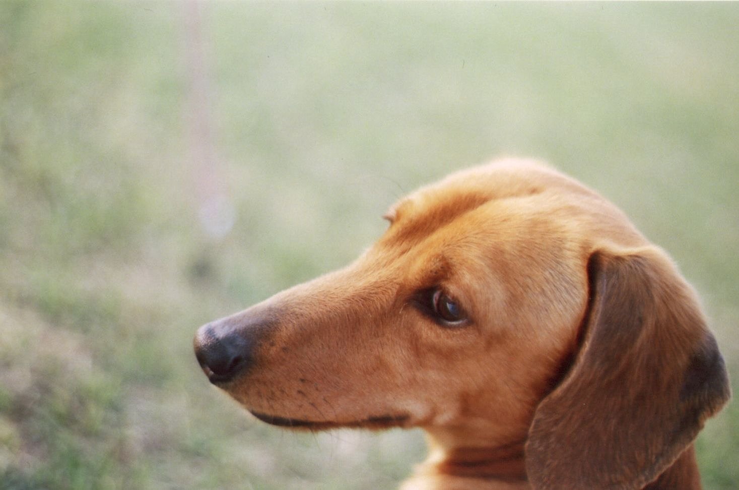 見返り犬（♂）