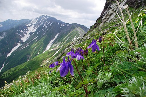 【MFP】Japan Alps Columbines（ミヤマオダマキ）