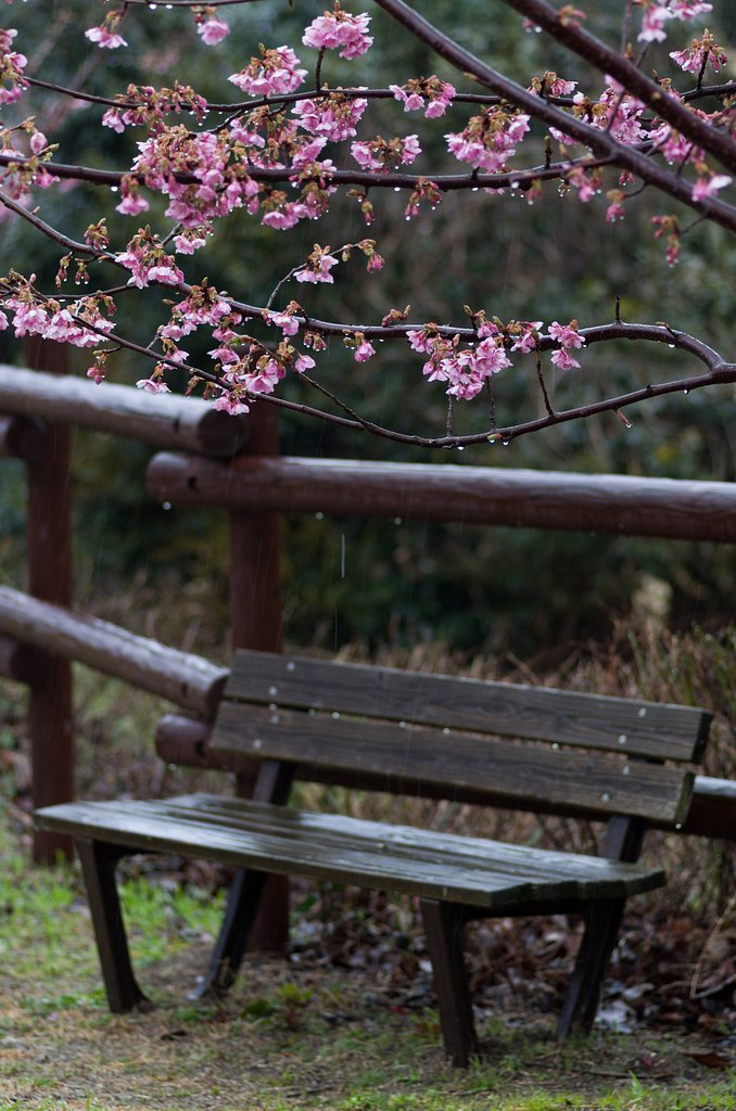 春の雨