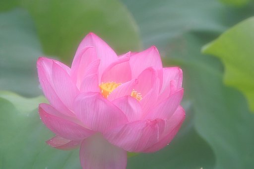 【光】蓮