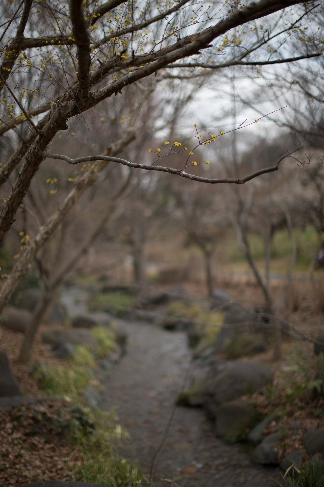 EF50mm F1.2 L USM