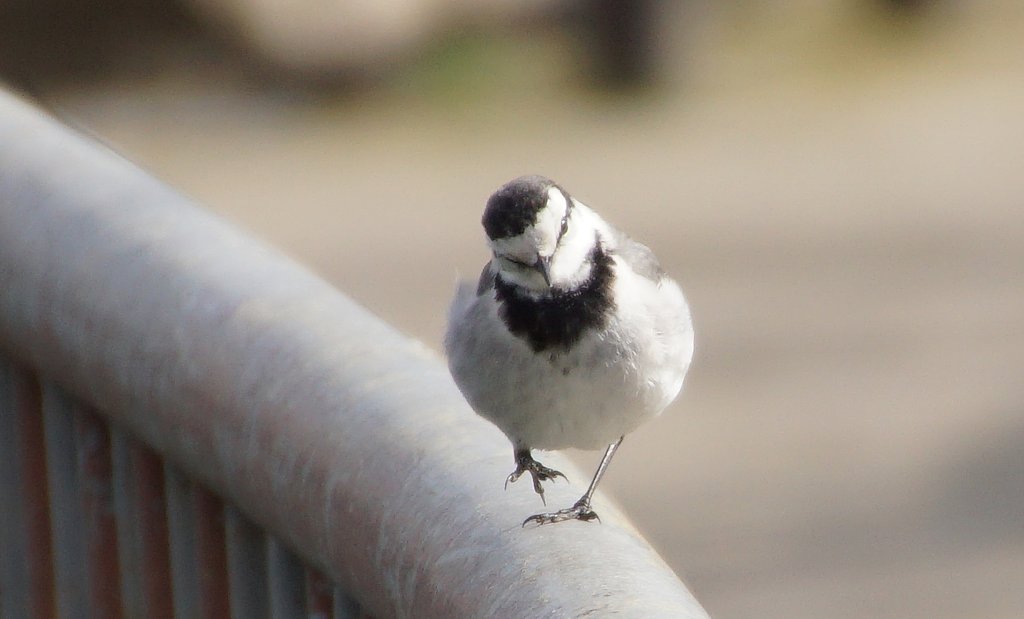 鳥くん