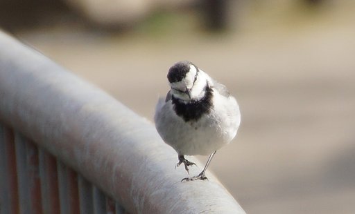 鳥くん