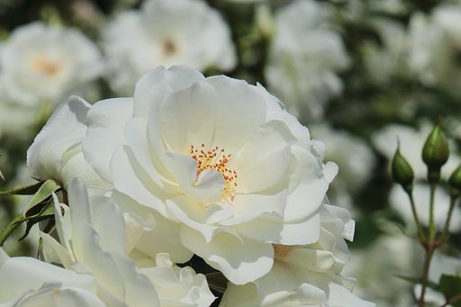 【春夏秋冬】初夏の薔薇