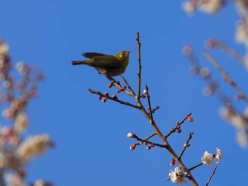 白梅の舞台