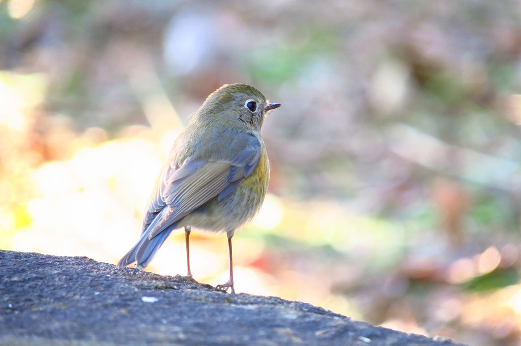 ルリビタキ♀