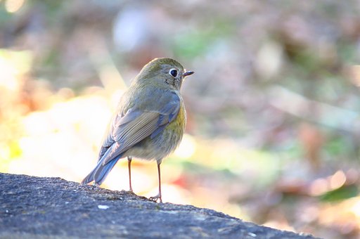 ルリビタキ♀