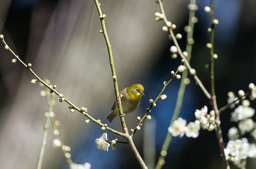 キリっとウメジロウ