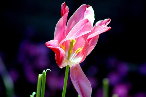 散る花の美しさ