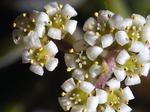 小さな花　２