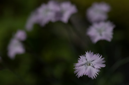 ナデシコ