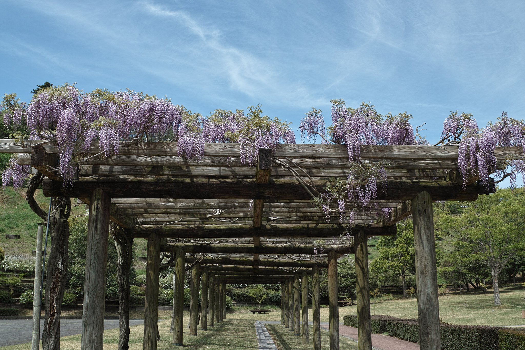 森林公園の藤