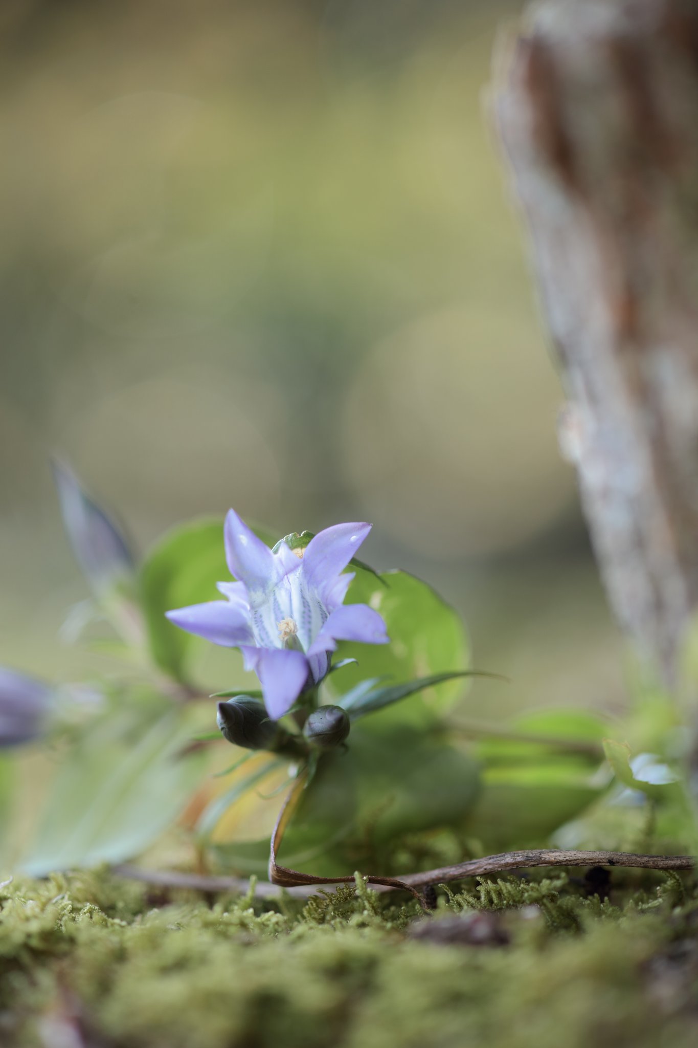 りんどう開花