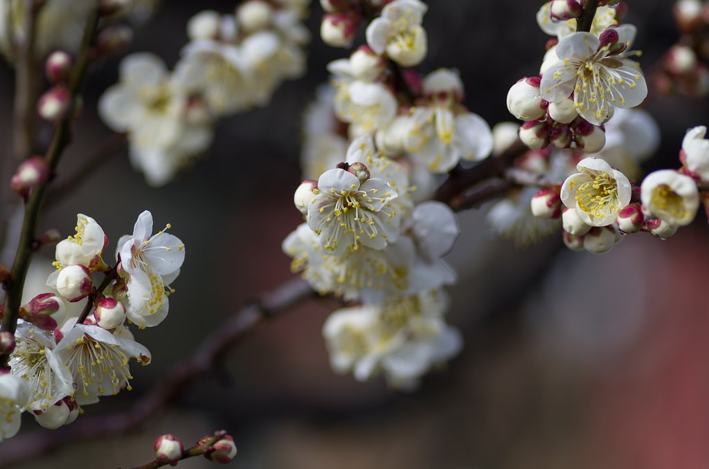PENTAX-D FA MACRO 100mm F2.8