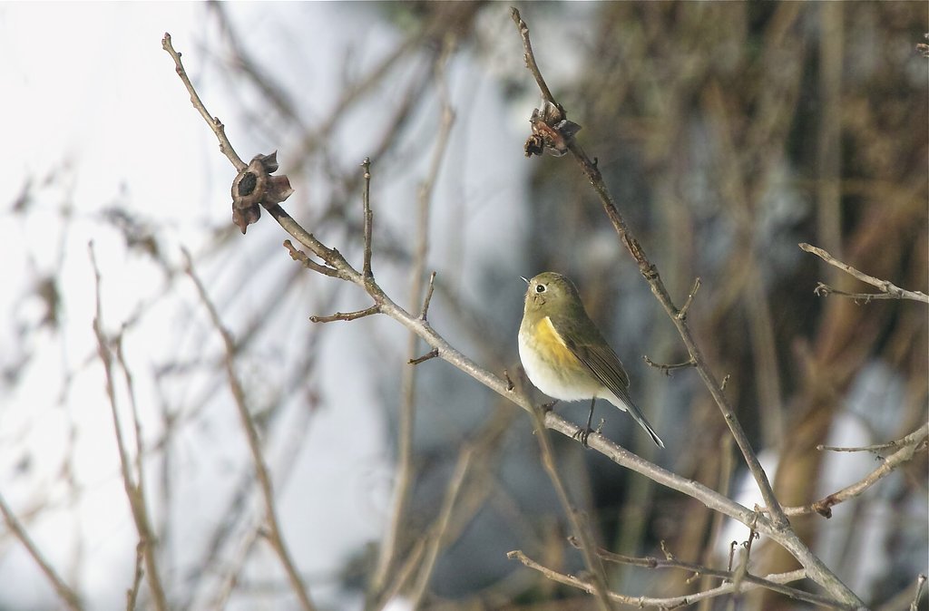 ルリビタキ ♀
