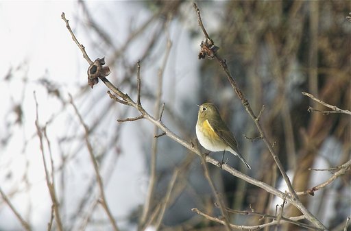 ルリビタキ ♀