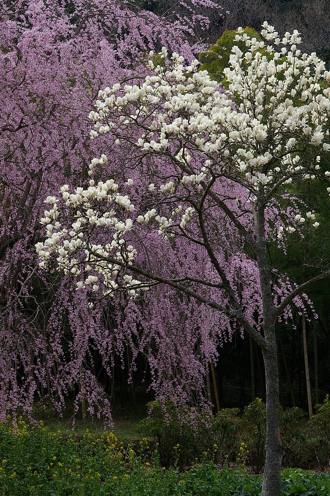枝垂れ桜と木蓮
