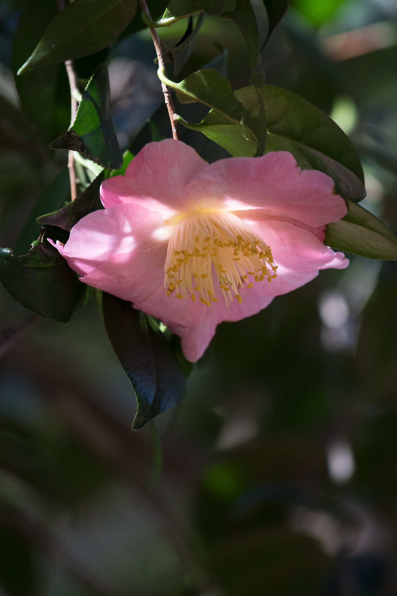 EF200mm F4 L IS USM