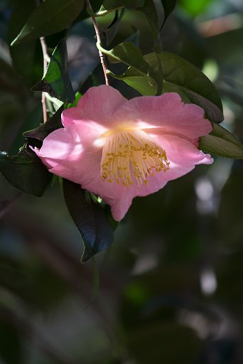 EF200mm F4 L IS USM