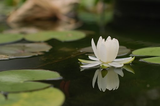 SIGMA EXマクロ50mm 2.8