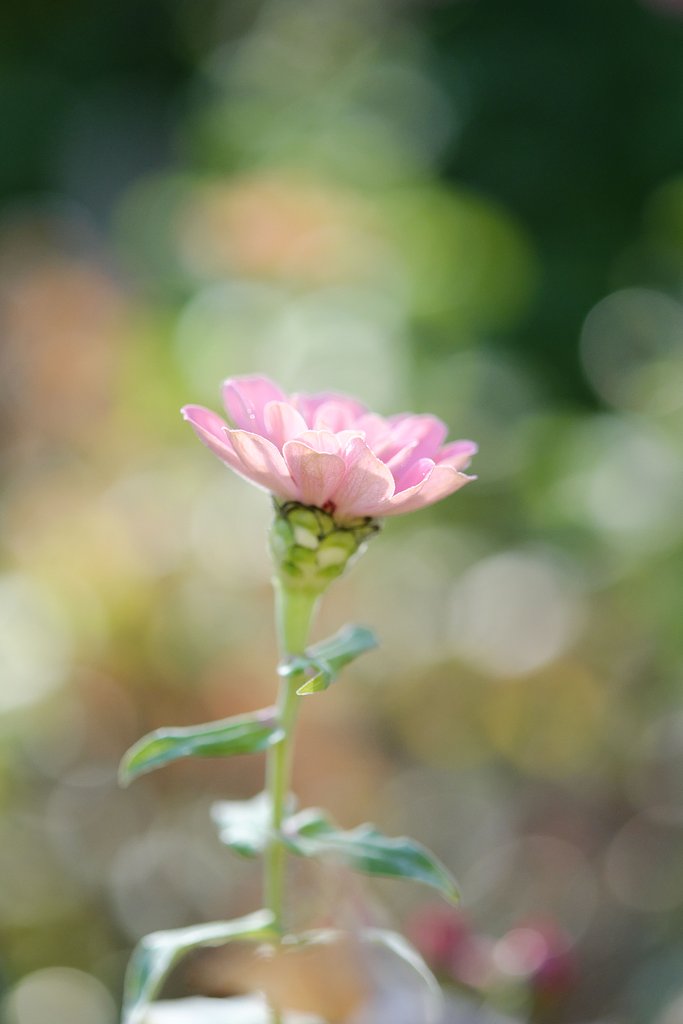 Fuji XF60ﾏｸﾛ