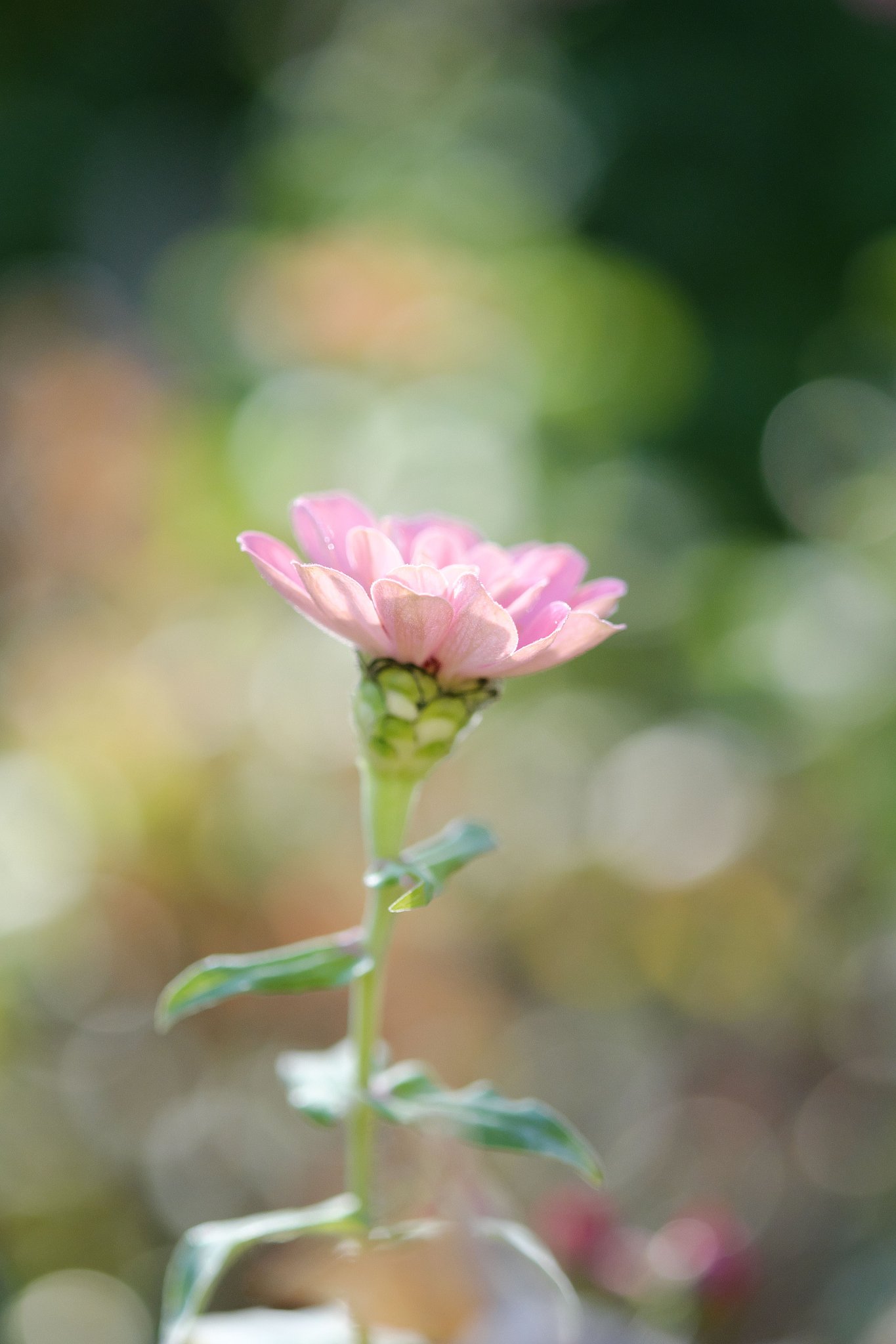 Fuji XF60ﾏｸﾛ