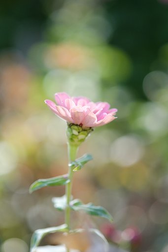 Fuji XF60ﾏｸﾛ