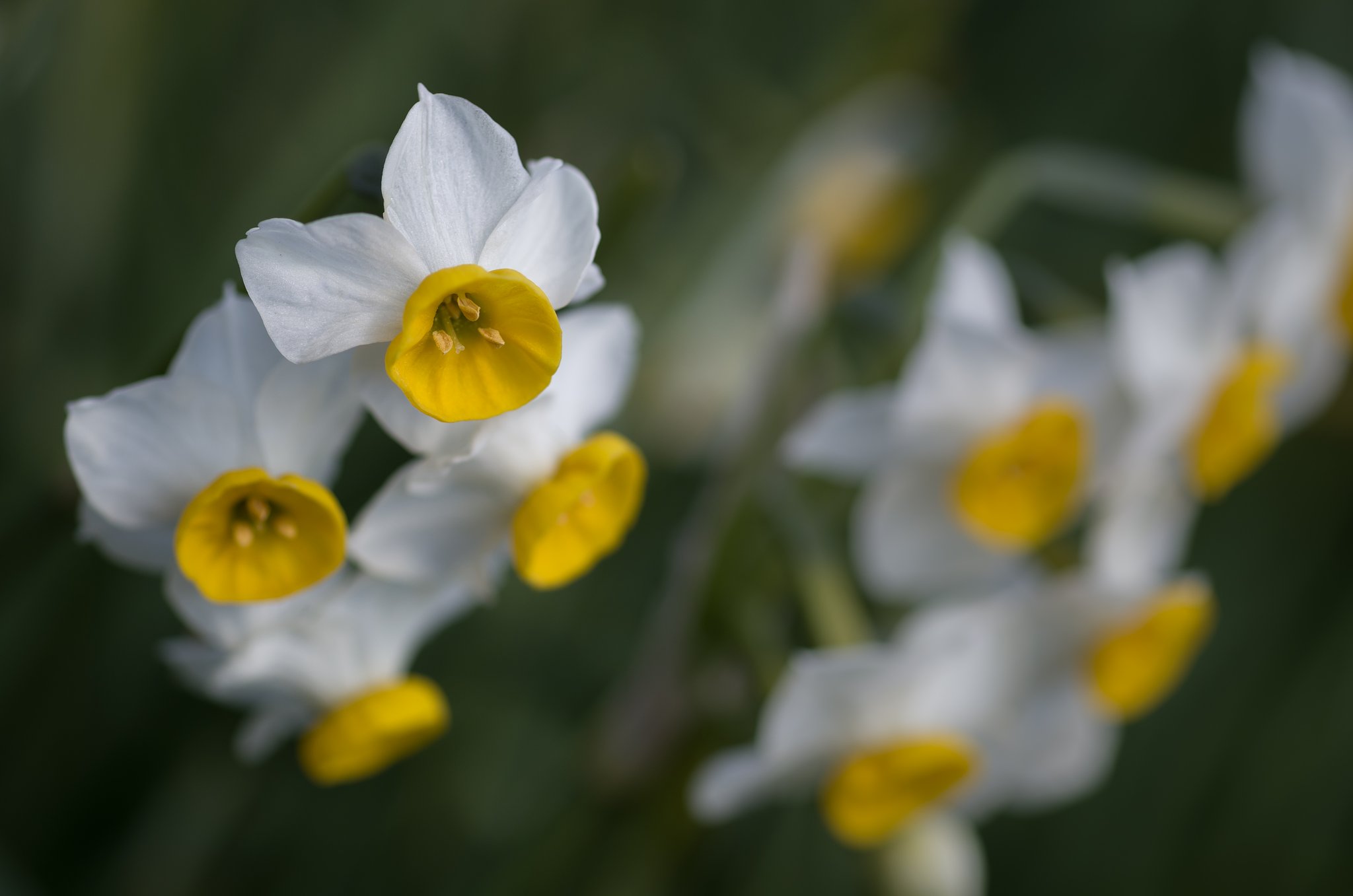 SIGMA MACRO 70mm F2.8 