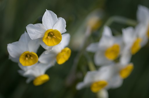 SIGMA MACRO 70mm F2.8 