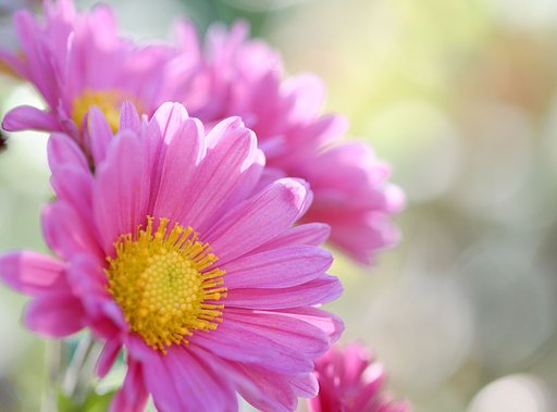 庭の花