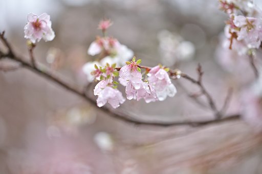 雫の四季桜