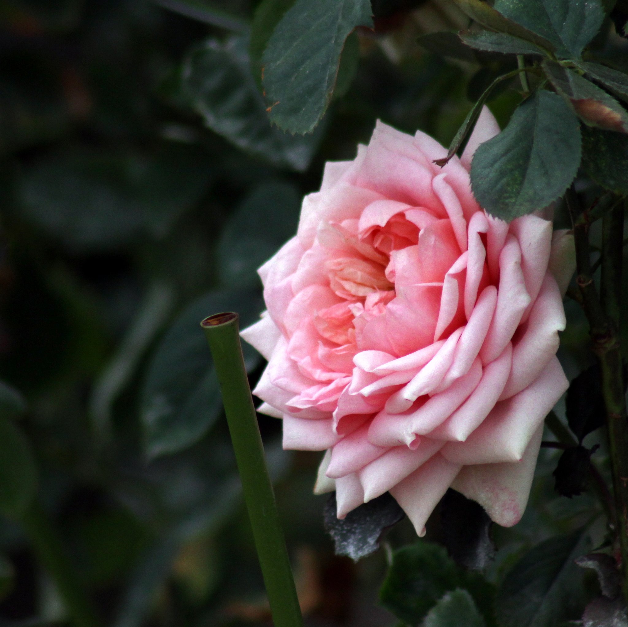 薔薇