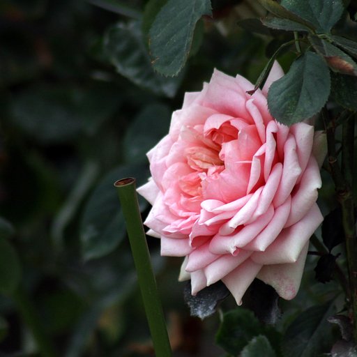 薔薇