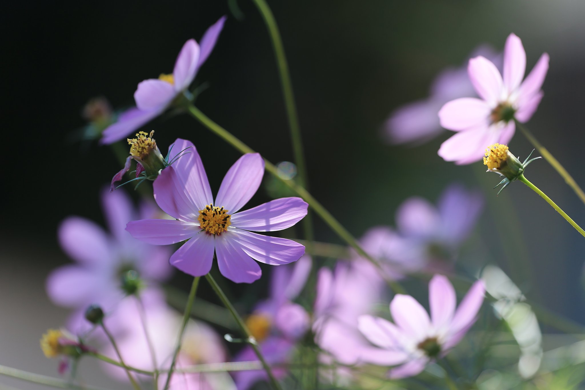 秋桜