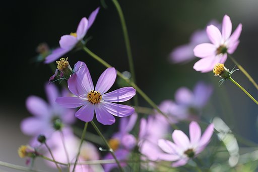 秋桜