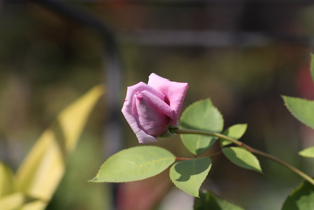 薔薇