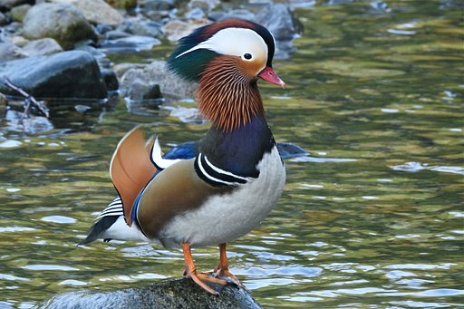 オシドリ♂