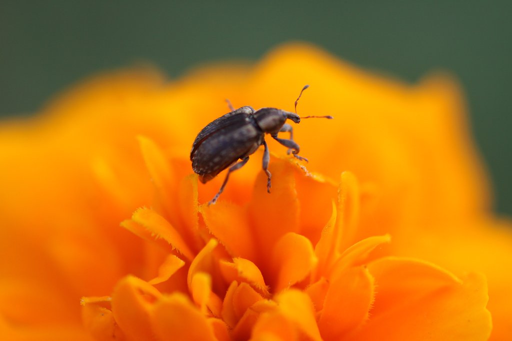 EF 100mm  F/2,8 Macro
