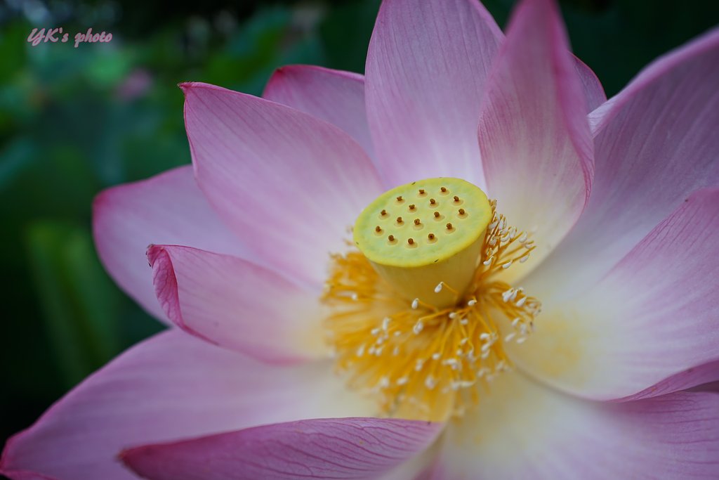 SAMYANG T-S24mm F3.5 